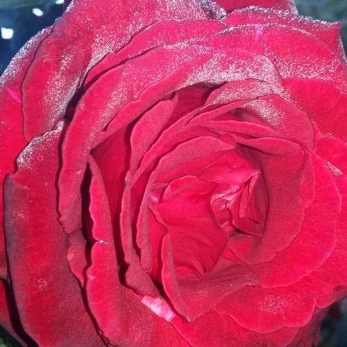 Photo #7243401