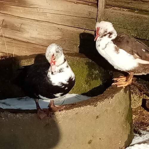 Photo #7243596