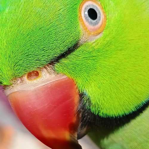 Photo #7243903