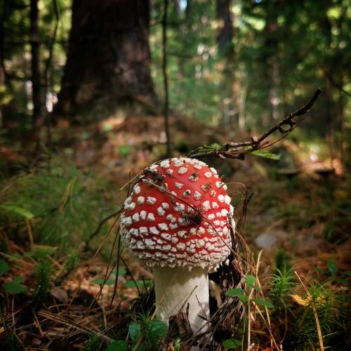 Photo #7244685