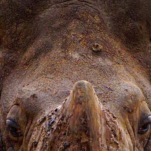 Indian rhino