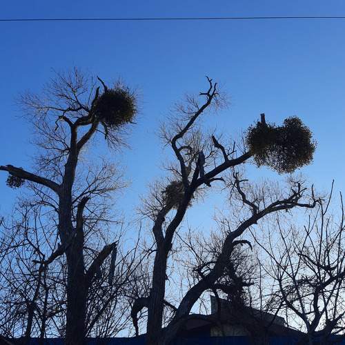 Photo #7247022