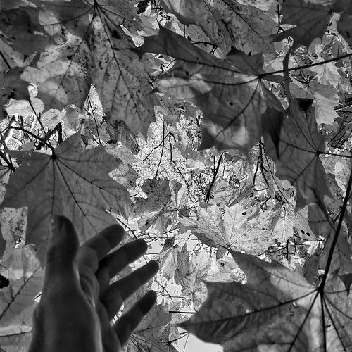 through the foliage