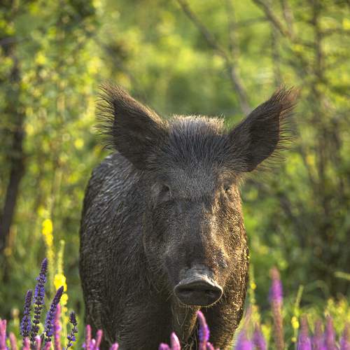 Photo #7247383