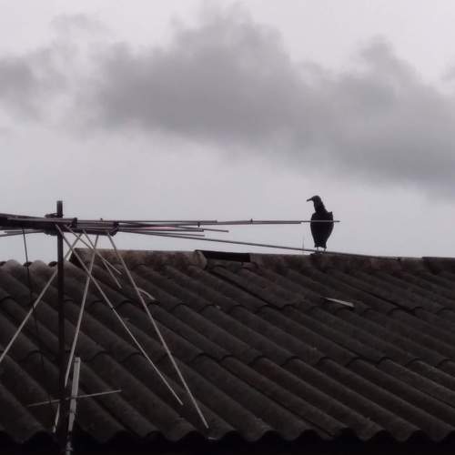 A vulture by a TV antenna