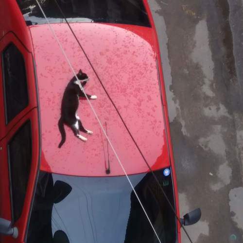 Photo #7250918