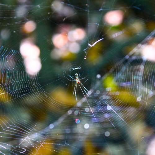 The Leucauge argyra
