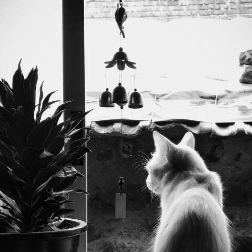 Photo #7252184