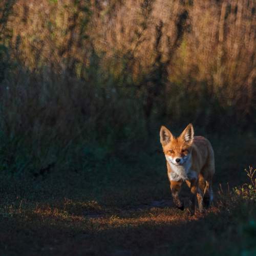 Photo #7252581