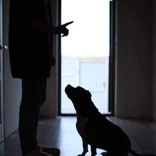 Photo #7252784