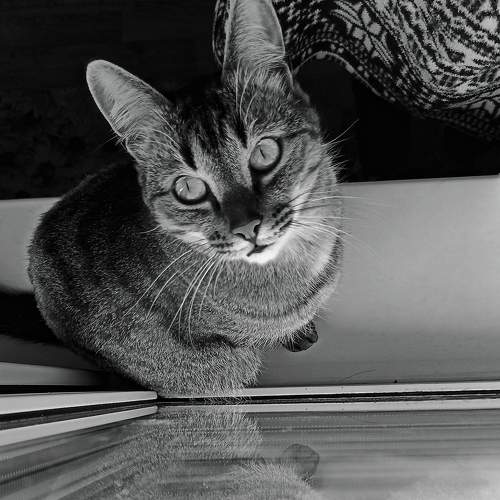 Photo #7254096