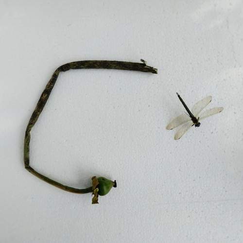 Photo #7257218