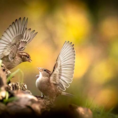 Dance ballet of Sparrow