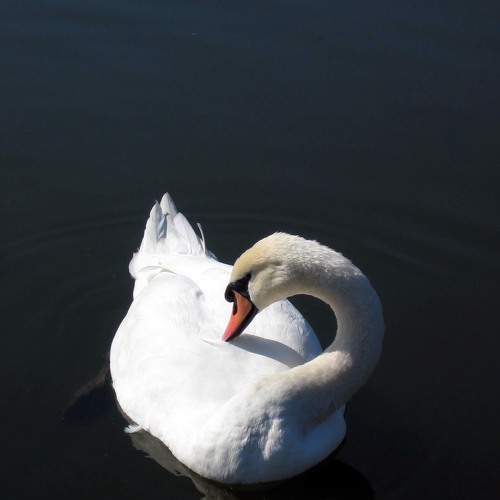 Photo #7258460