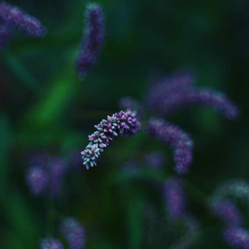 Photo #7260334