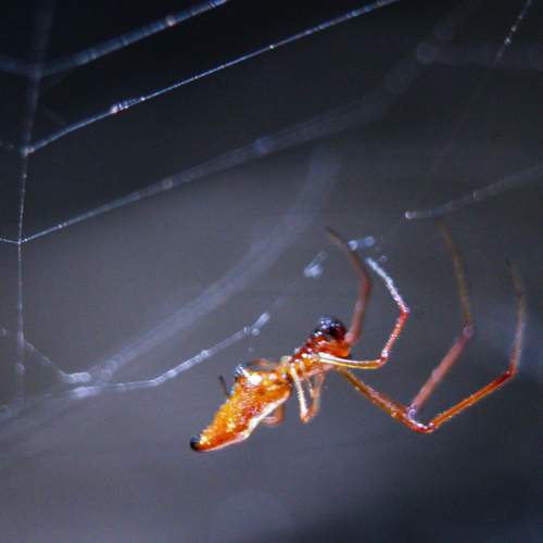 The Argyrodes