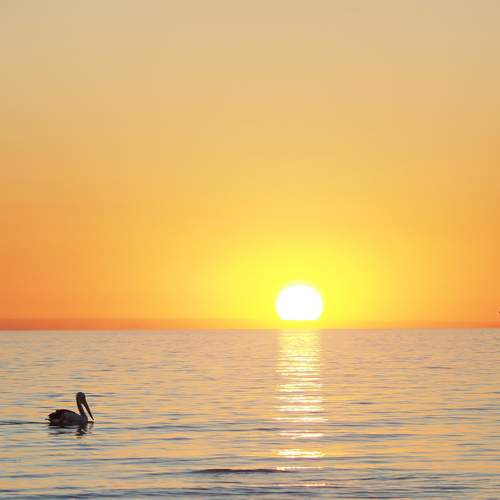 Pelican at Sunset
