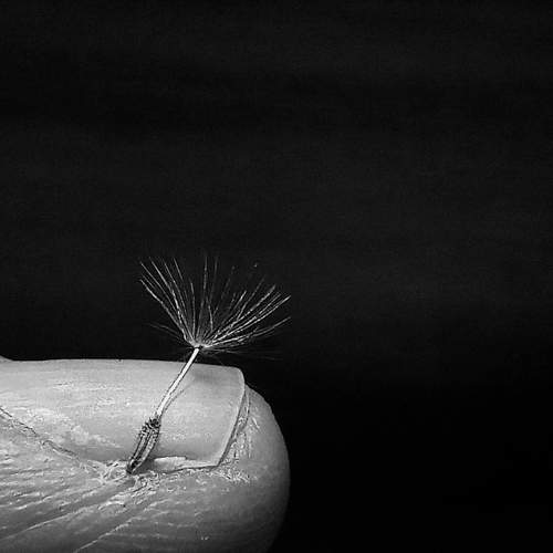 Dandelion of hope