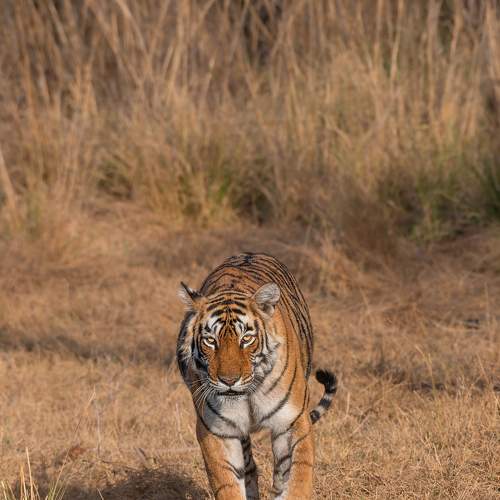 Tyger, Tyger Burning Bright