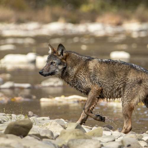 Photo #7263539