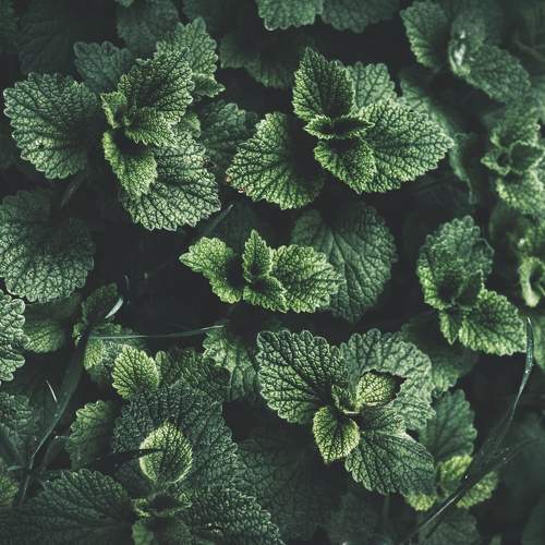 Photo #7264420