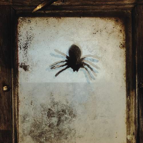 An old spider.