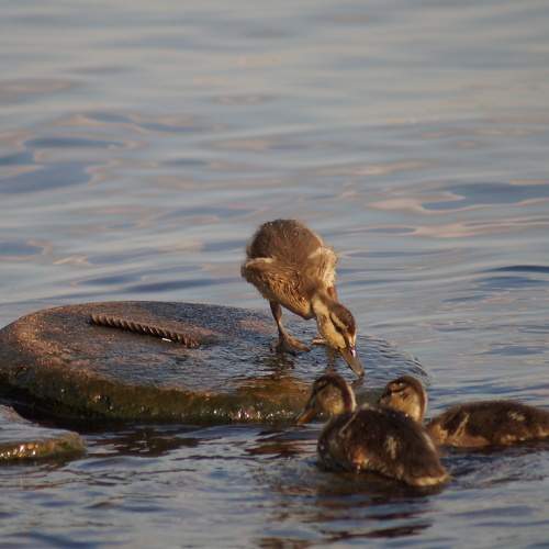 Photo #7266102