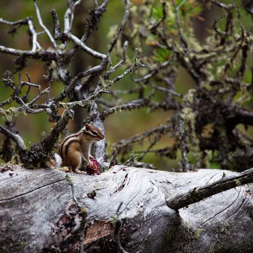 Photo #7267254