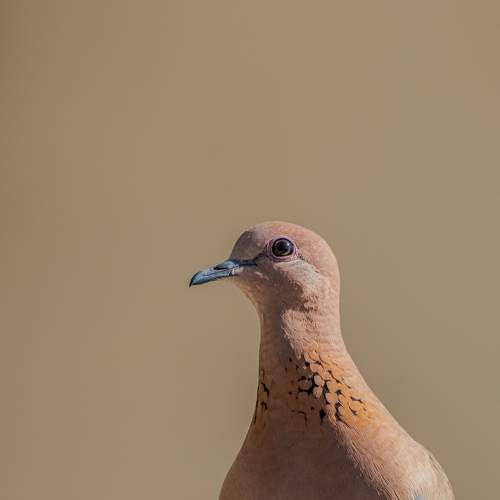 Laughing dove