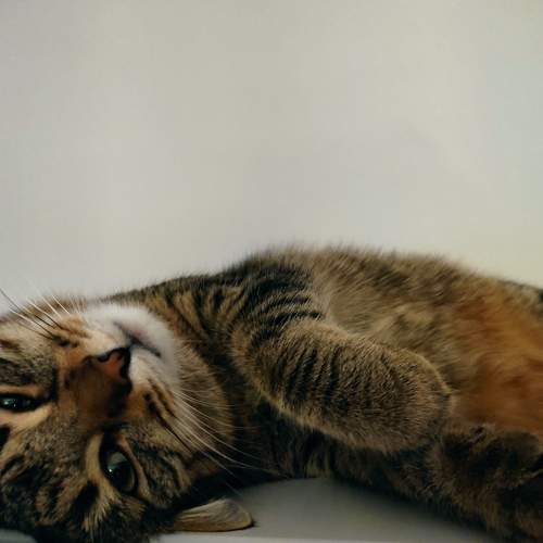 Photo #7271745