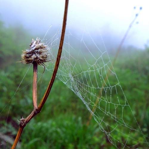 Fog on the cobweb.