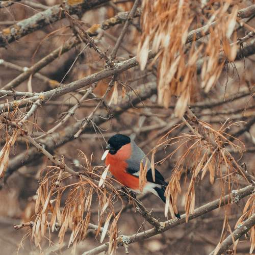 Photo #7274284
