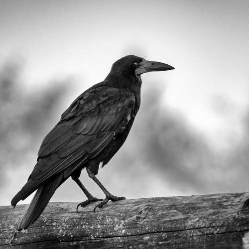 Black Raven