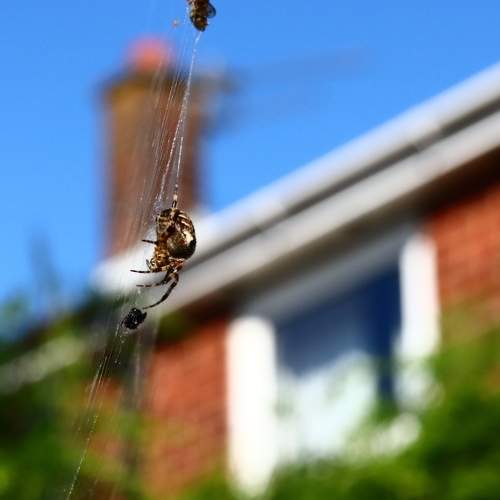 Photo #7279678