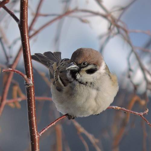 Photo #7279694