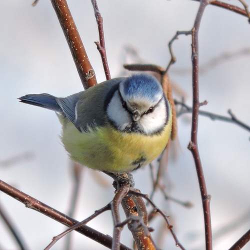 Photo #7279697