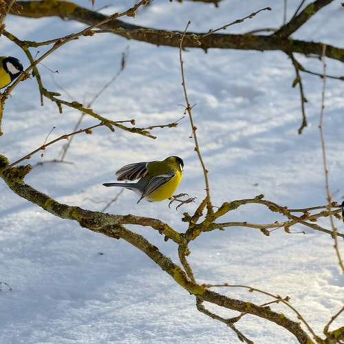 Приветвление/On a branch