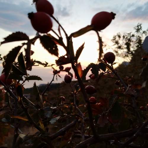 Photo #7280758