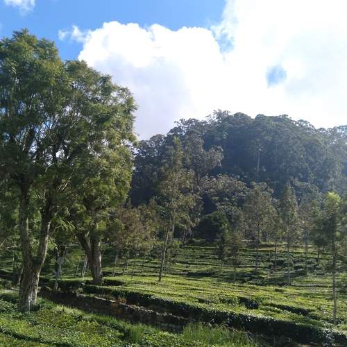 Photo #7280784