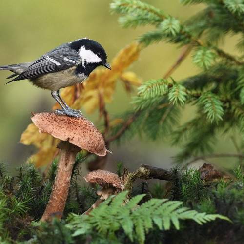 Mushroomer