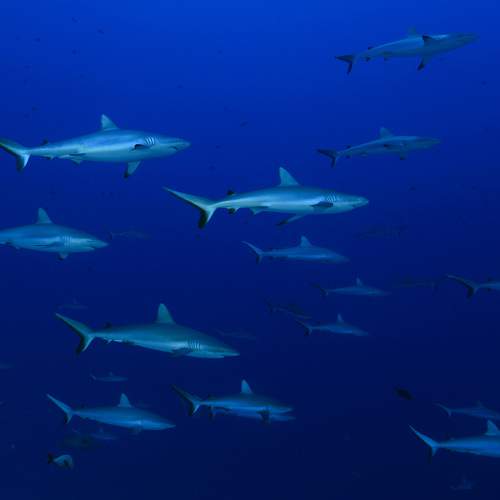 Photo #7284660