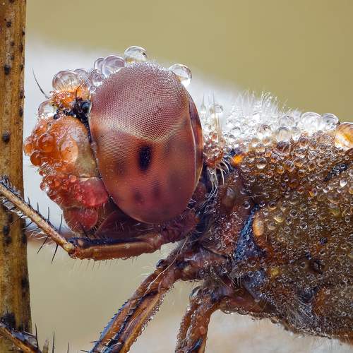 Время росы-2