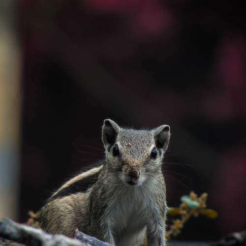 Photo #7287200