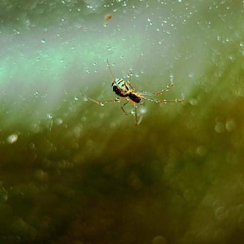 Photo #7287383