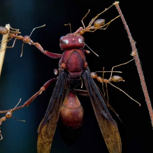 Super ant