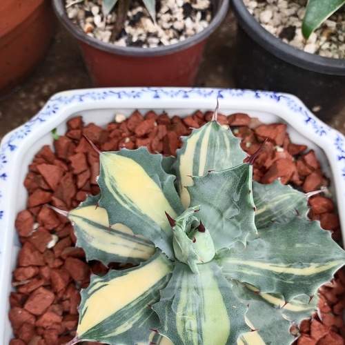 Agave Isthmensis Verigated