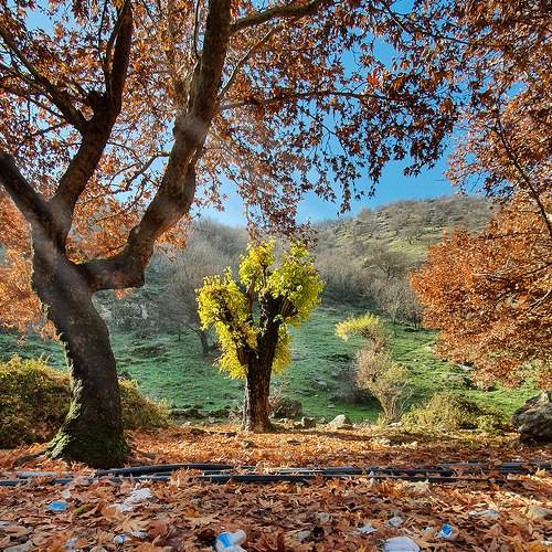 Photo #7290725