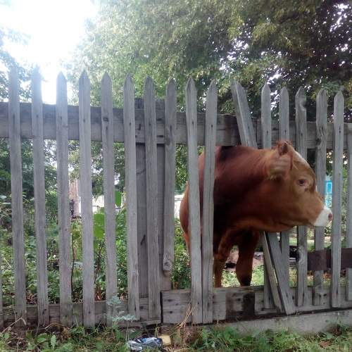 Photo #7291662