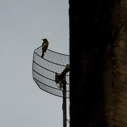Photo #7293841