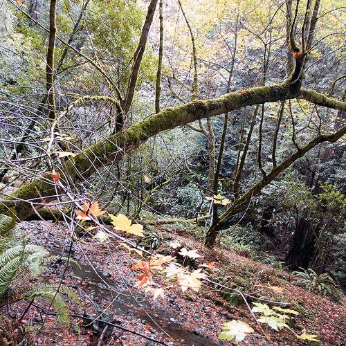 Redwoods